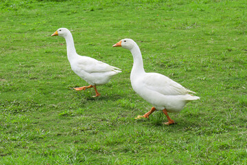 White goose standing on the green grass on the farm.