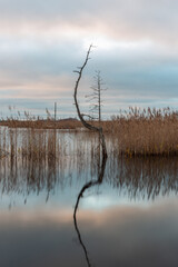 autumn landscapes of swamp lakes