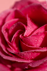 pink rose with water drops with sunlight