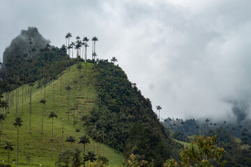 Wax palm trees at Cocora Valley in Colombia