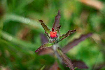 Red flower bud growing