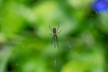 Leucage spider on the web
