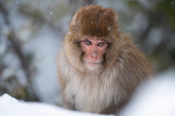 Portrait of a macaque	in Snow
