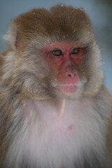 Rhesus macaque  in Snow Fall