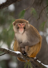 Naklejka na ściany i meble Rhesus macaque in Forest 
