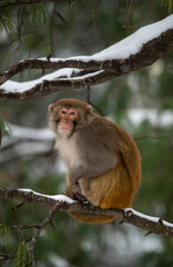 Rhesus Macaque in Forest 