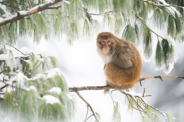 Rhesus Macaque in Forest in Snowfall
