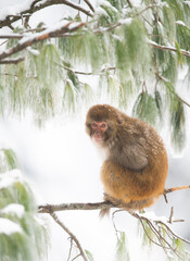 Rhesus Macaque in Forest in Snowfall