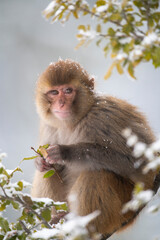 Rhesus Macaque  eating leaf