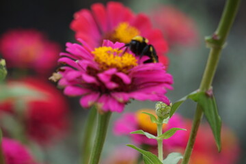 bee on a flower