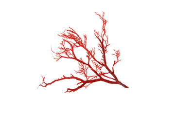 Rhodophyta red algae branch isolated transparent png