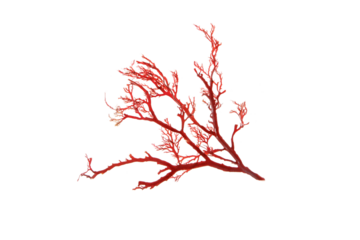 Rhodophyta red algae branch isolated transparent png