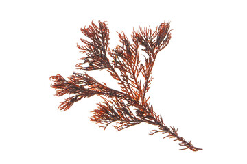 Red algae or rhodophyta seaweed branch isolated transparent png