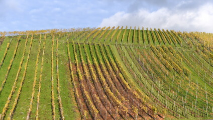 Fototapeta na wymiar Herbstlicher Weinberg mit langen Reihen vor blauem Himmel