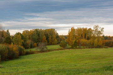 Forest in Autumn With Yellow Leaves