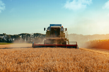 Direct shot of harvester working on the barley or wheat field in the sunset 