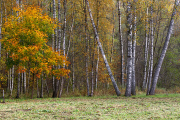 Fototapeta premium Forest in Autumn With Yellow Leaves