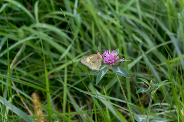 Clouded Or Orange Sulphur Butterfly Feeding On A Red Clover Flower