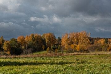 Forest in autumn with yellow leaves