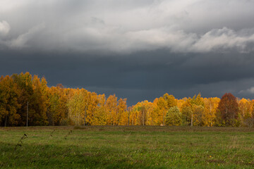 Forest in autumn with yellow leaves