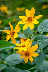 Yellow Sawtooth Sunflowers Growing Wild In The Field