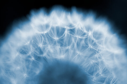 Extreme close-up of dandelion - Powered by Adobe