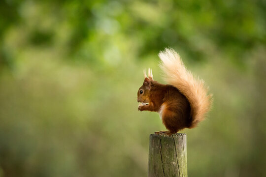 Close-up of squirrel on wooden post