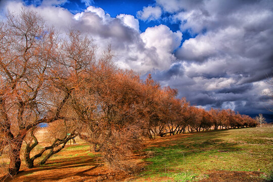 Forest taray. Route of don Quijote. Castilla-La Mancha, Spain.