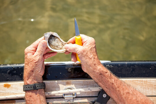 Man opening oyster onboard sailboat, Banc d'Arguin, Arcachon Bay, France