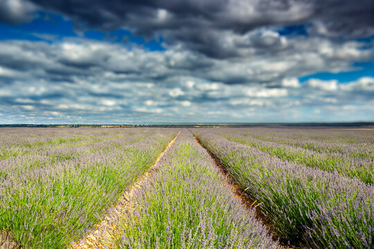 Lavender plantation, Brihuega, Guadalajara province, Castilla La Mancha, Spain