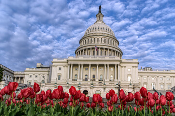 Capitol building at the US Capital in Washington DC with tulips