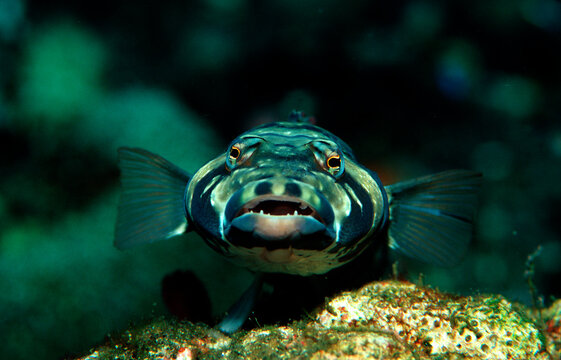 Blackbarred sandperch, Parapercis tetracantha, Indonesia, Indian Ocean, Komodo National Park