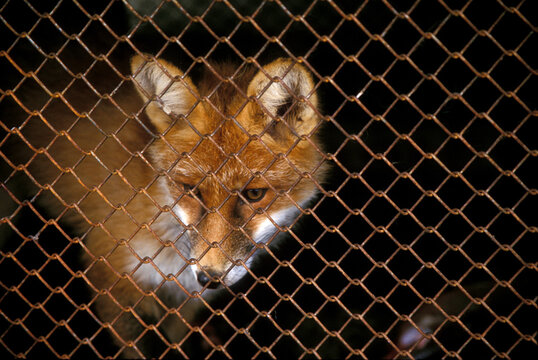 Caged Fox