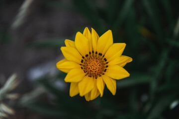 Macro de malmequer amarelo