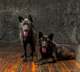 portrait of a pair of black german shepherds