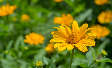 yellow flowers in the garden