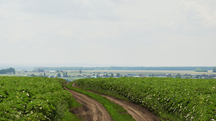 field and sky with clouds