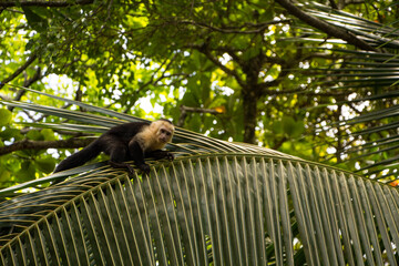 Monkey on leaf
