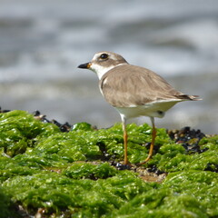 Semipalmated Plover (Birds)