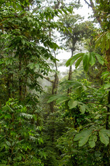 forest in the morning