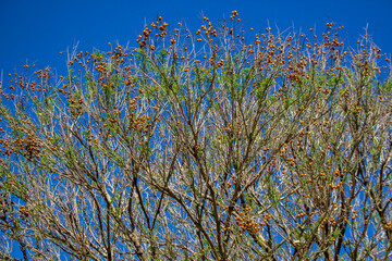 Detail of tree called sapindus saponaria, popularly known as soap tree, with blue sky in the background