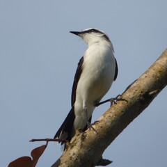 Bird Masked Water-Tyrant
