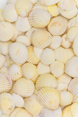 set of clam mollusc shells isolated on white background