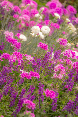 Obraz premium Purple and pink flowers at golden sunset, idyllic landscape in Giverny, France