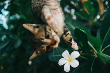 cute kitten playing in backyard