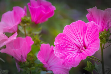 Delicate flowers with drops of water, idyllic landscape in Giverny, France