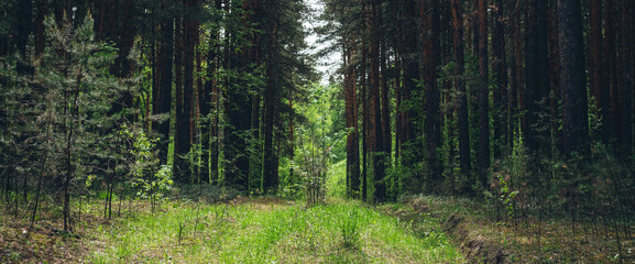 Thickets in dense forest. Scenic view with contrasts of deep forest. Beautiful woody landscape surrounded by many trees and lush vegetation. Forest scenery with rich flora. Atmospheric woodland.
