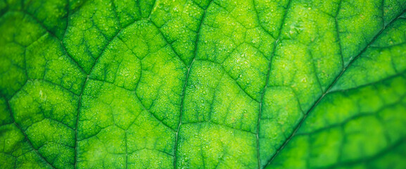 Vivid natural texture of wet green leaf with veins. Minimalist nature background with dew drops on green leaf surface. Beautiful minimal backdrop with droplets on leaf in macro. Nature texture of leaf