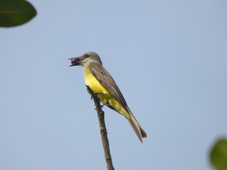 Tropical Kingbird