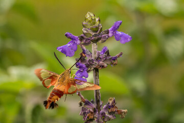Hummingbird Clearwing Moth - Hemaris thysbe
